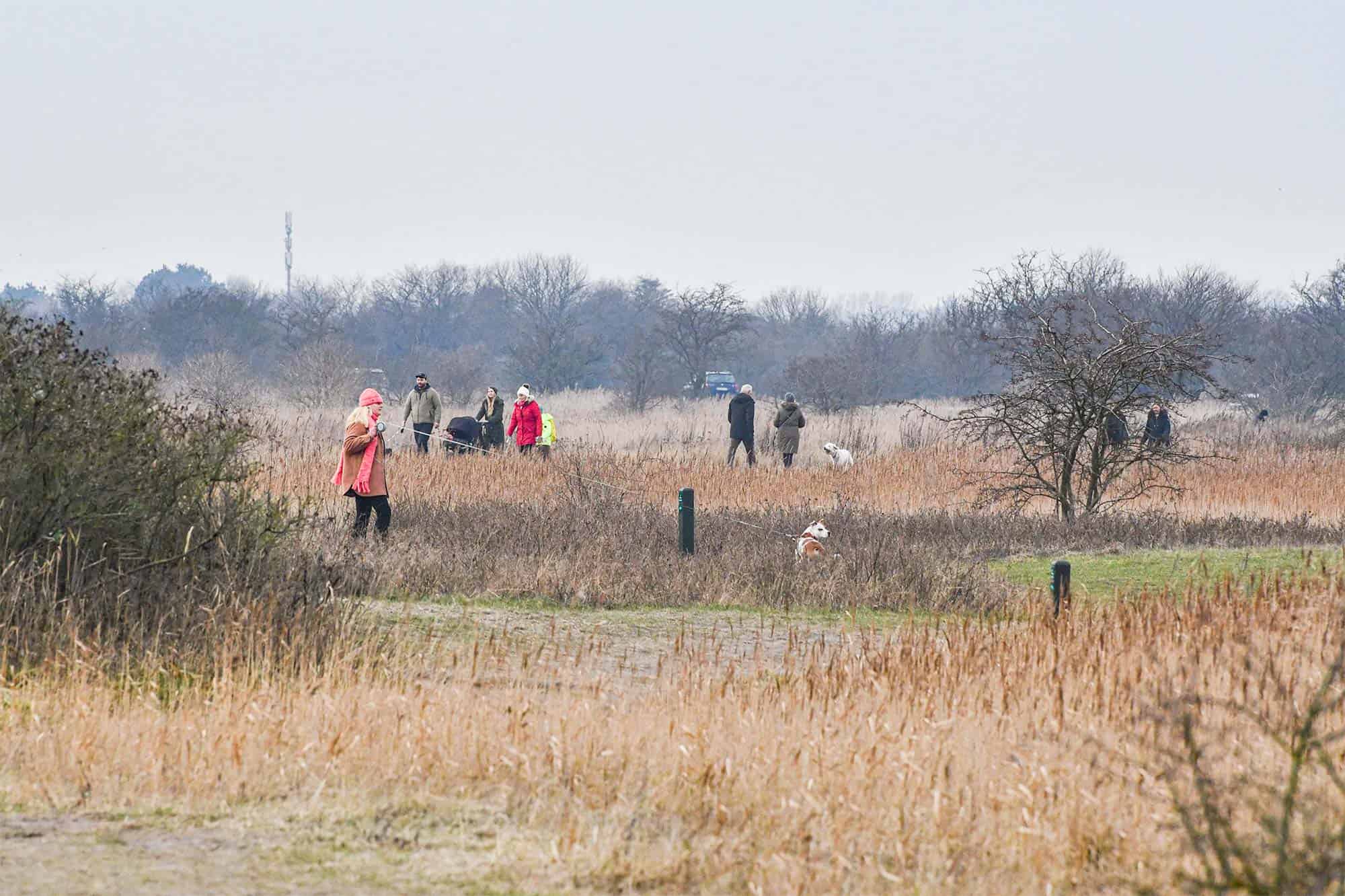 Uenighed om nye hunderegler