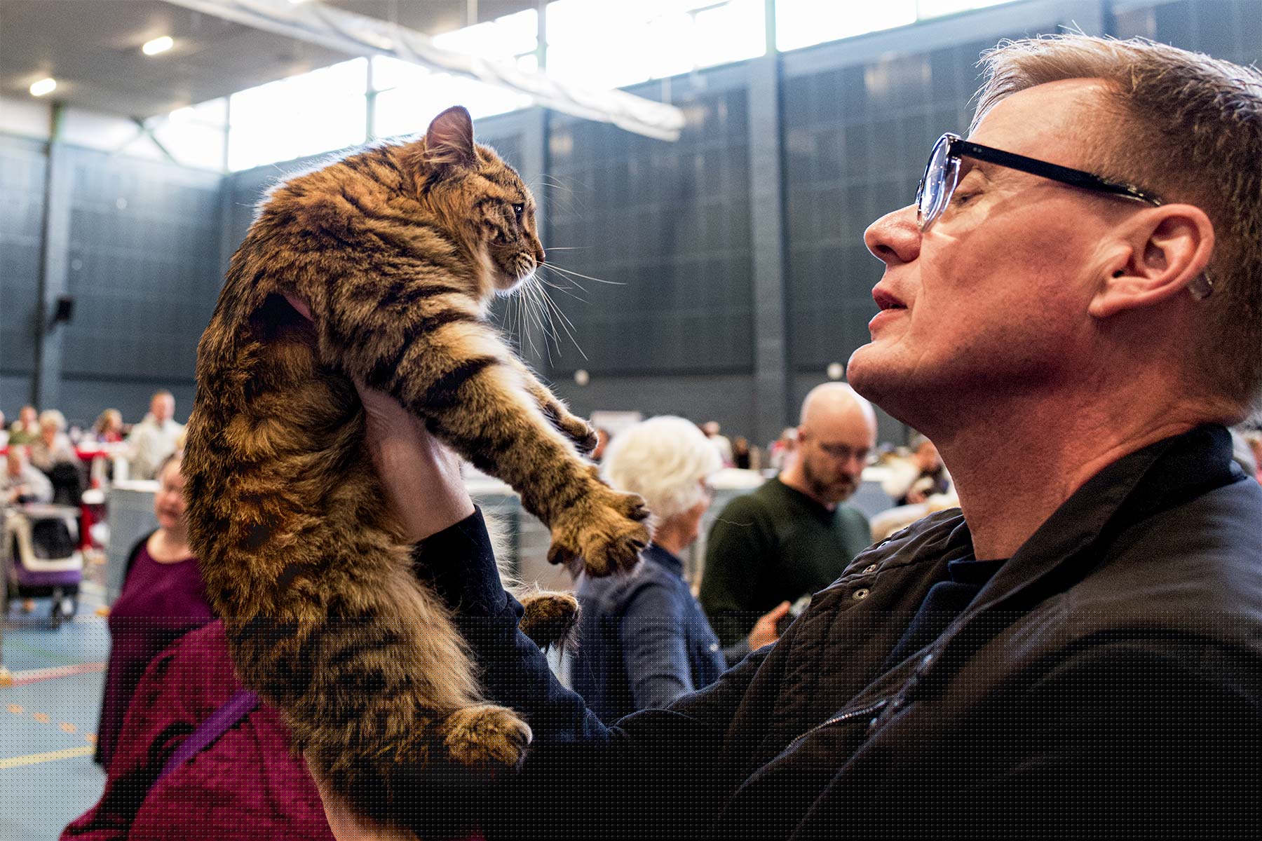 Katteudstilling