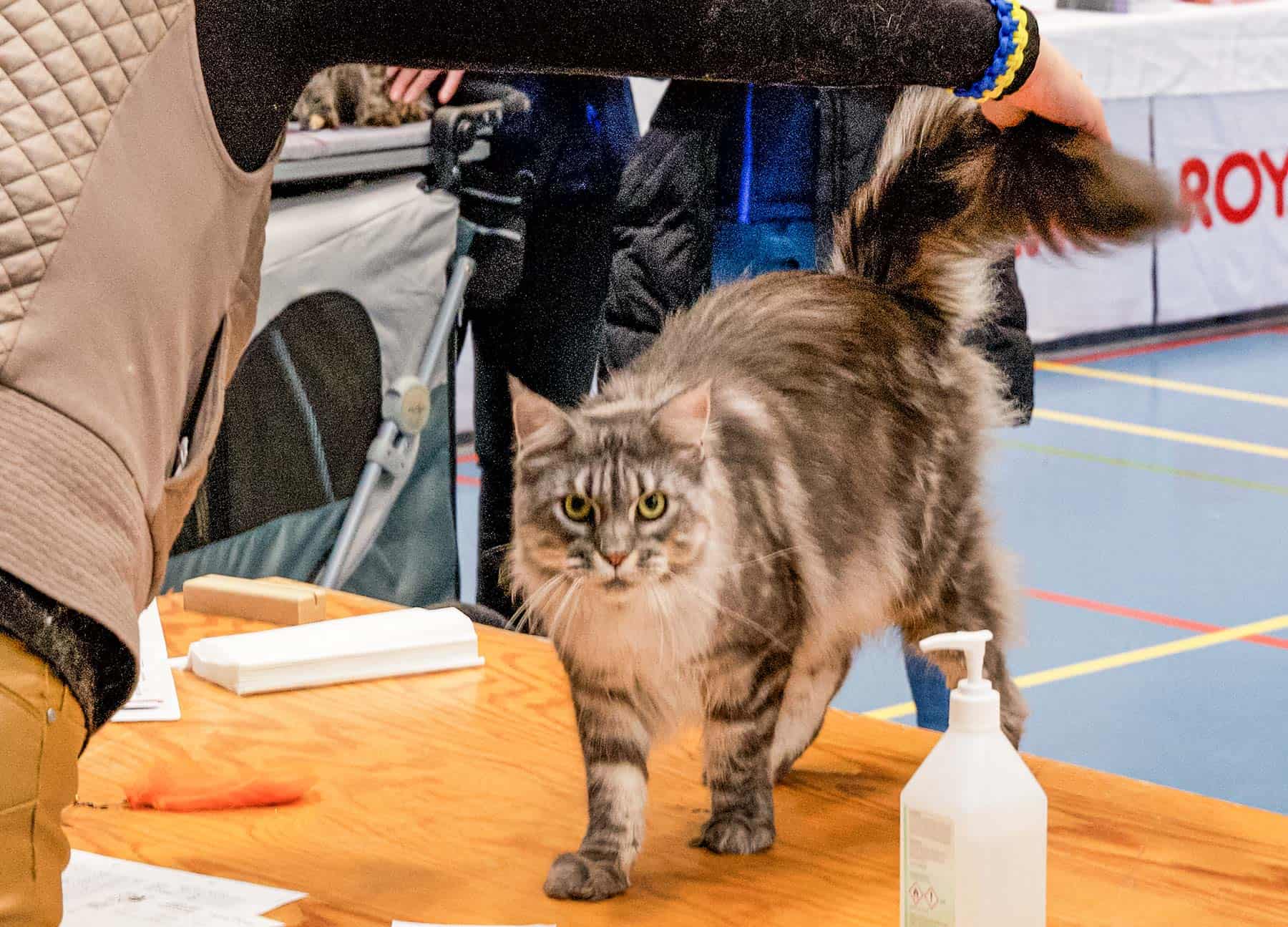 Katteudstilling
