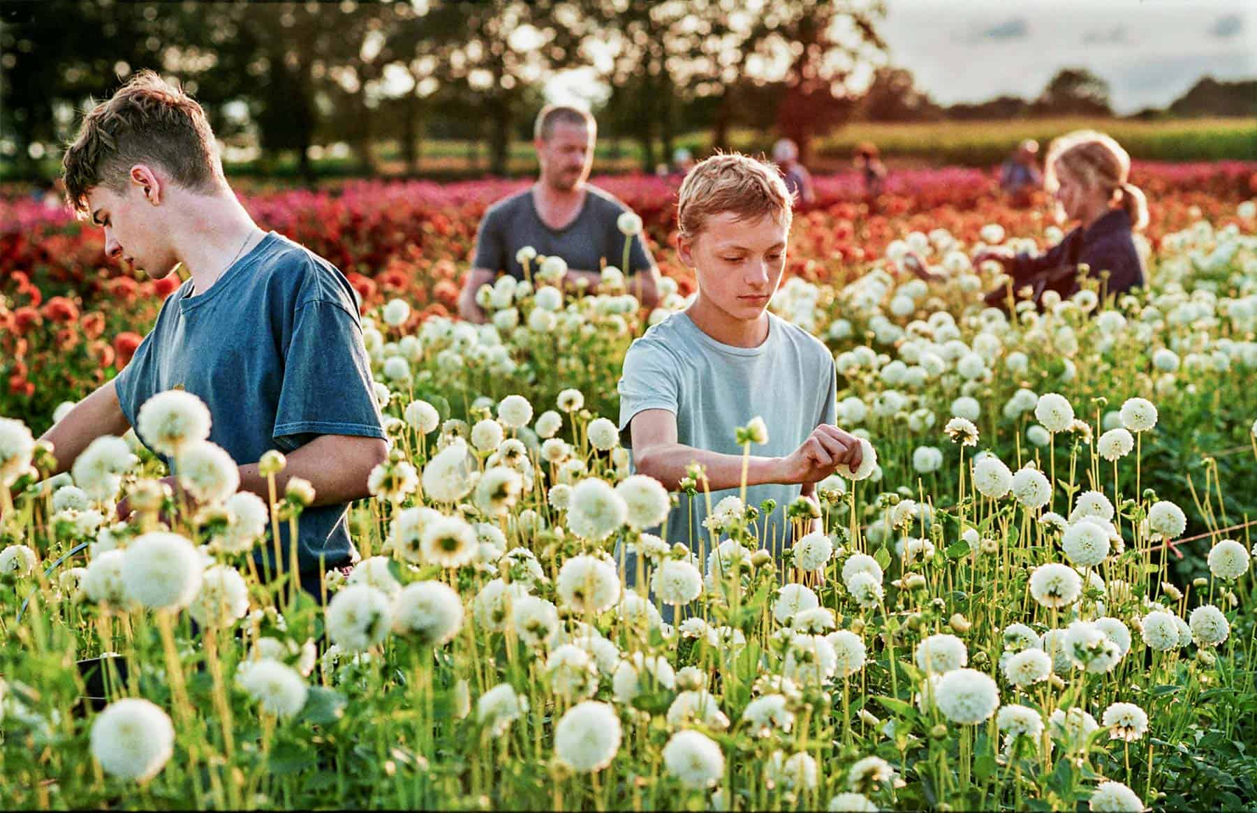 Sidste uge med film i Dragør Bio