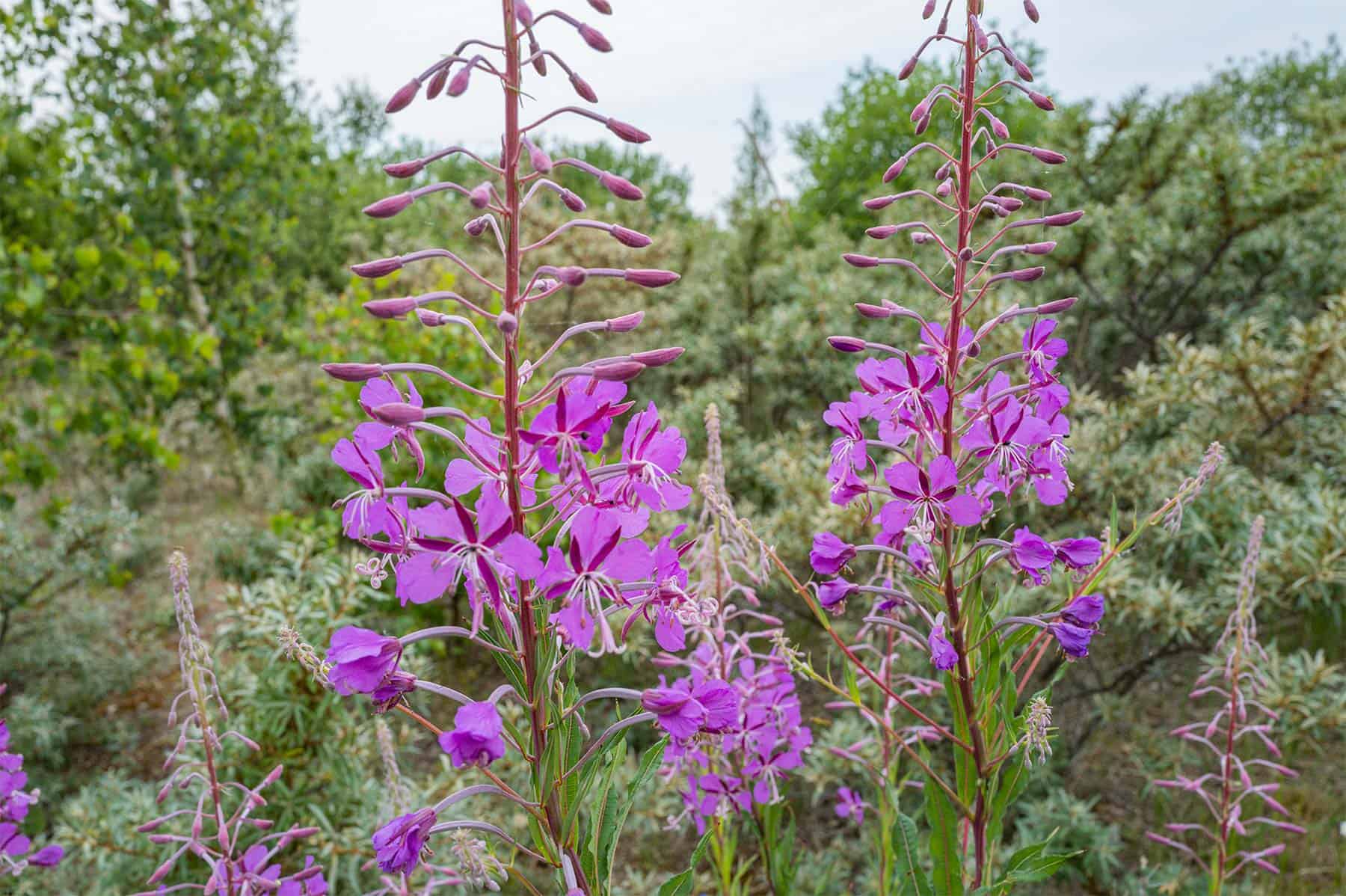 Naturen stortrives på Peberholm