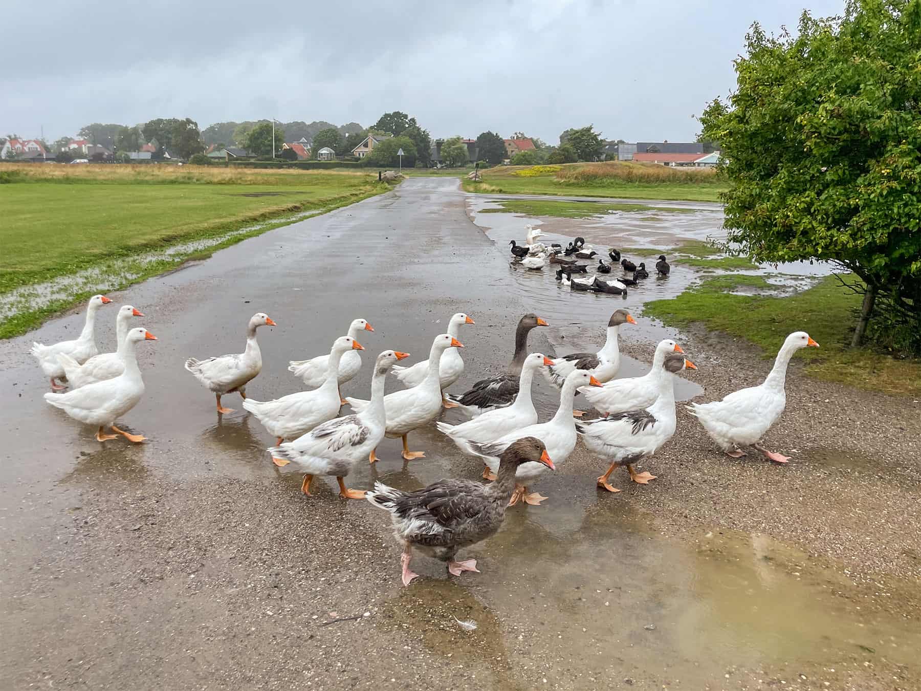 Du danske sommer …