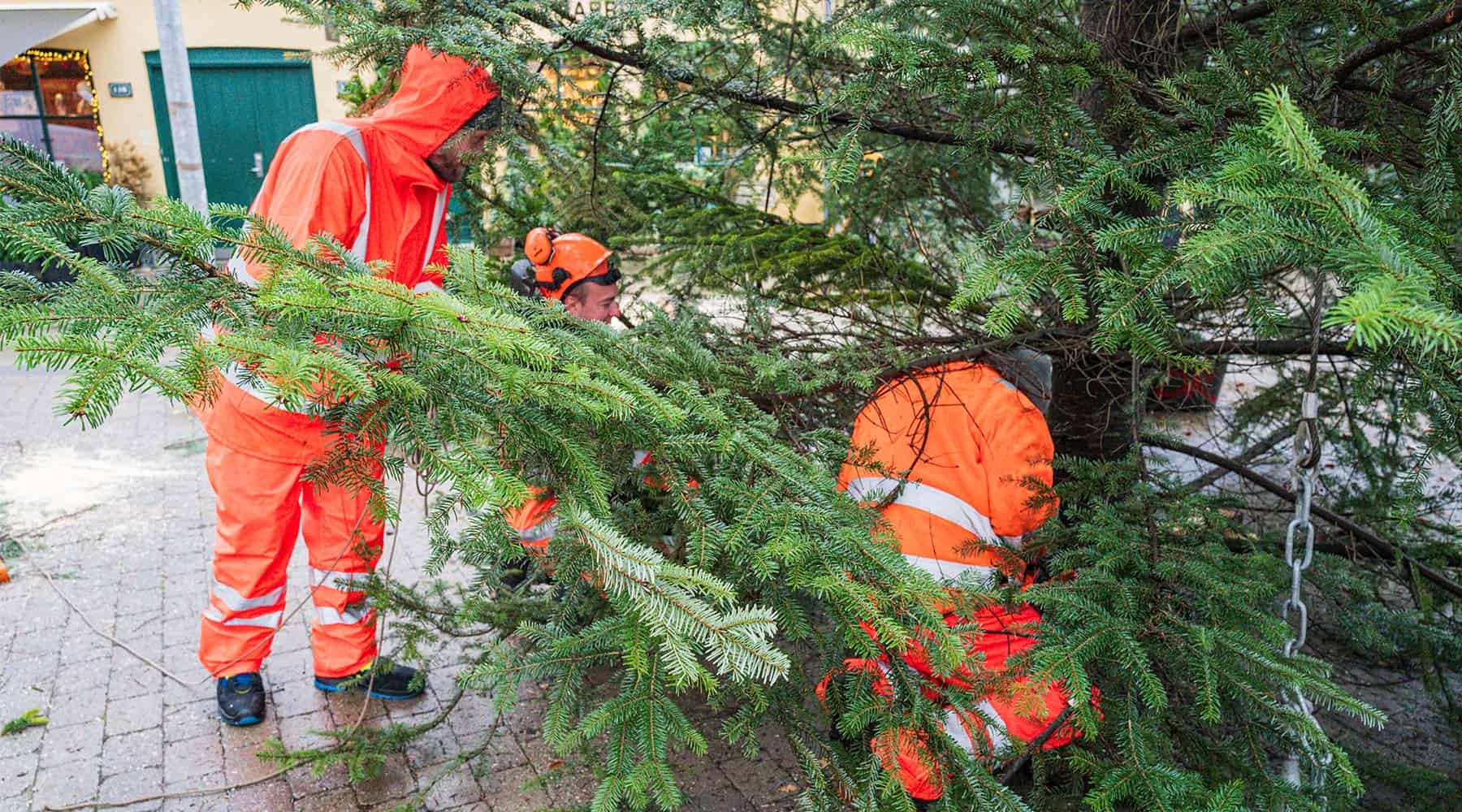 Årets juletræ på Neels Torv rejst
