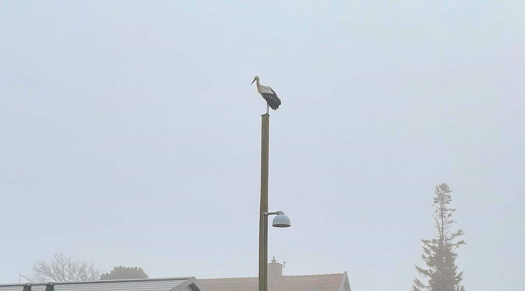 Storken er landet …