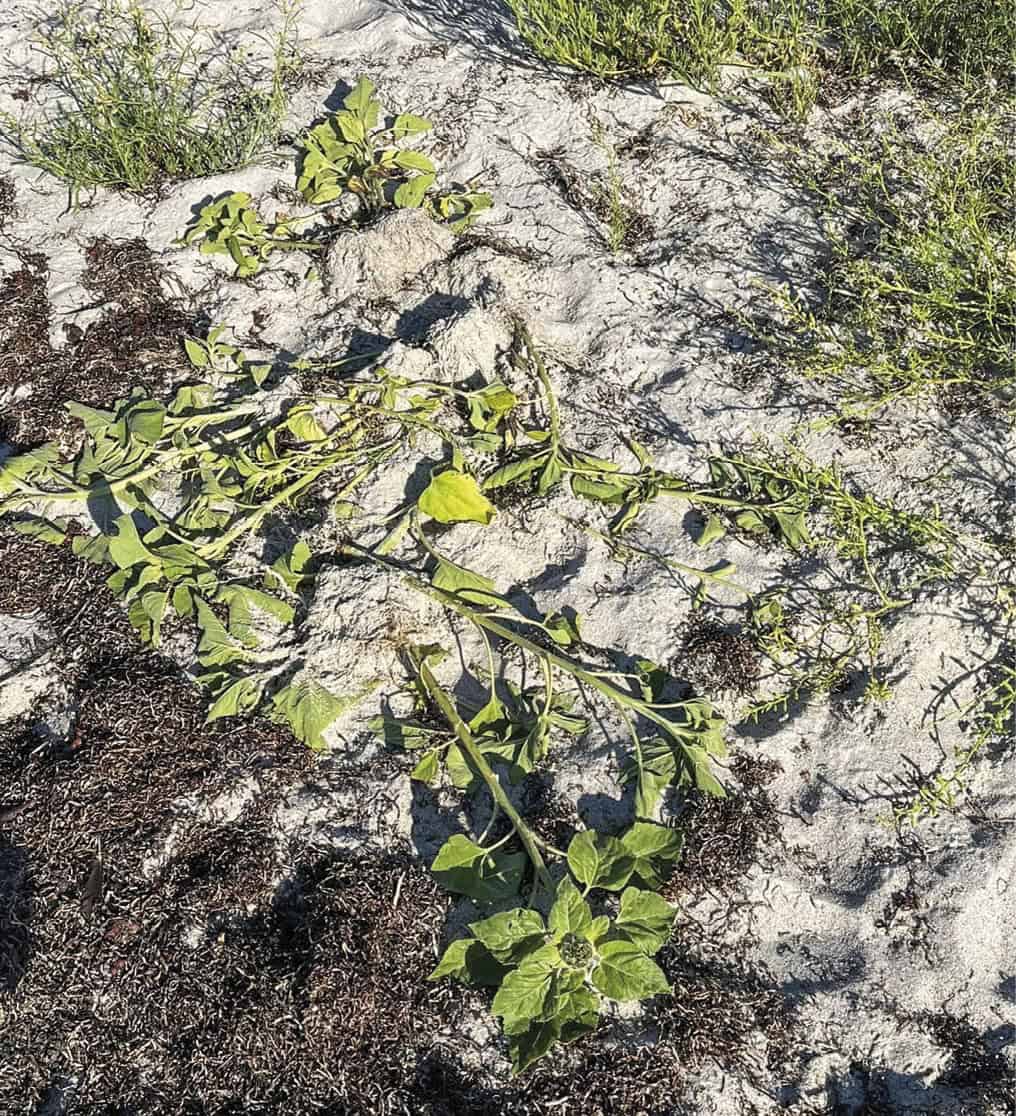 Solsikkekrigen på Sydstranden