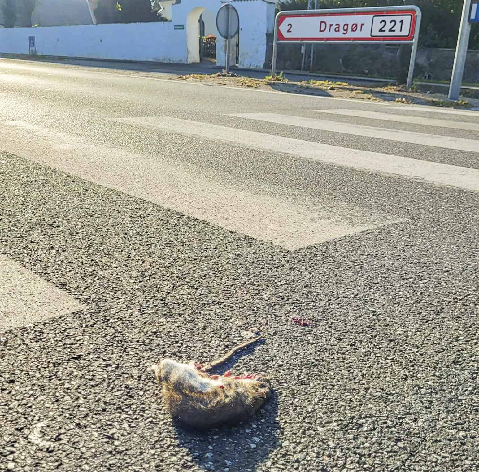 Det vrimler med rotter – og bekæmpelsen kan ikke følge med