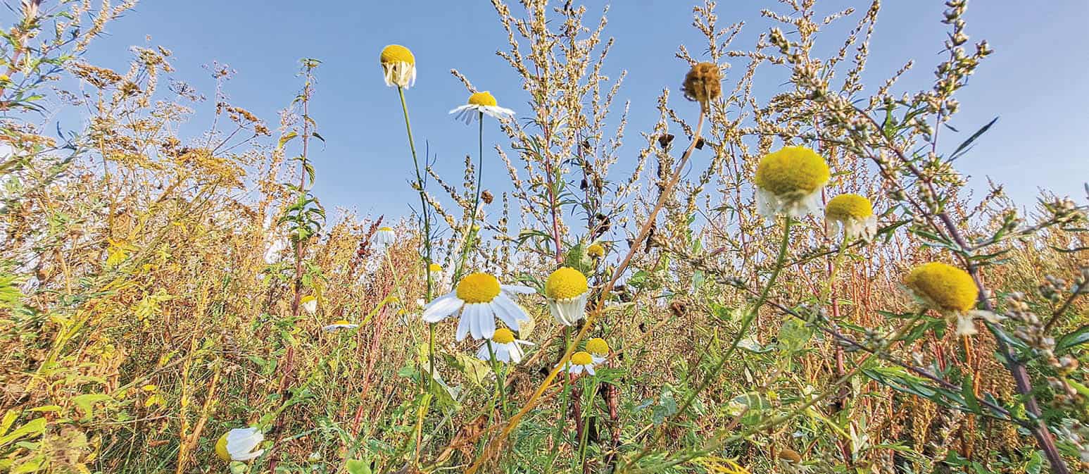 Blomstermark på Kirkevej afvist