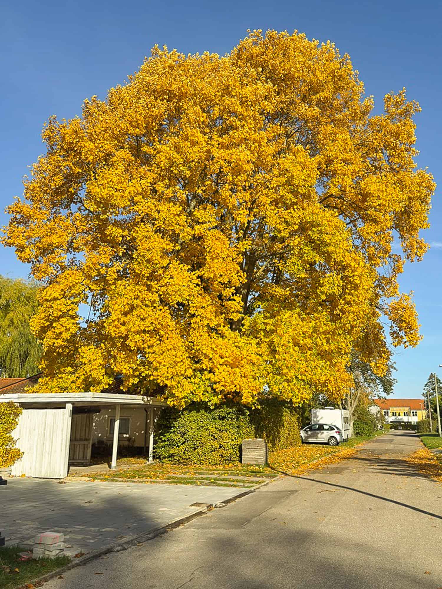 Efterårsfarver i gadebilledet