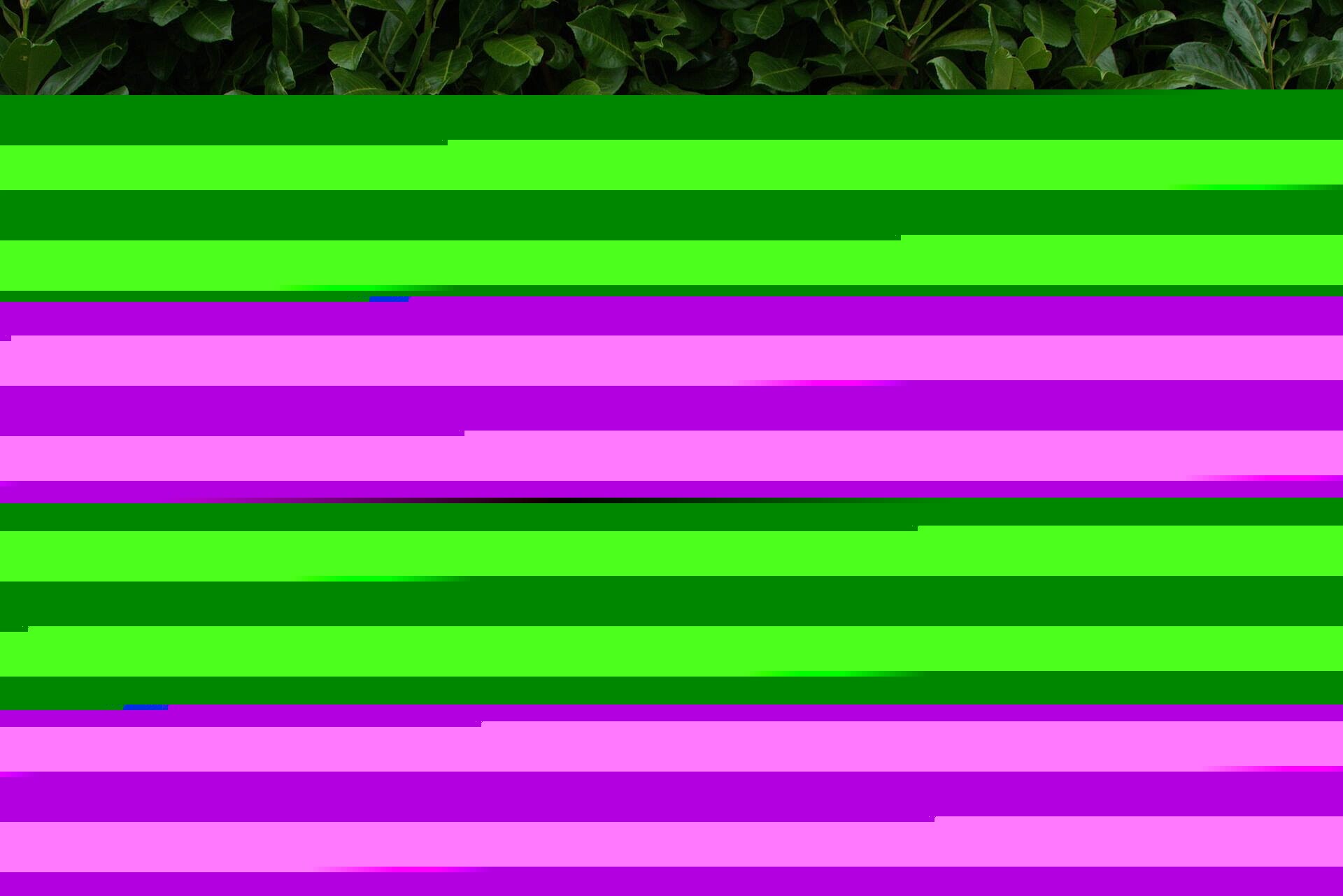 Line skaber tryghed for sygeplejestuderende