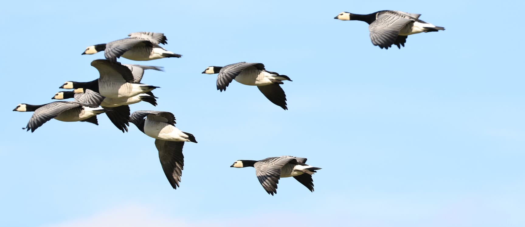 Det kan du opleve i naturen i marts