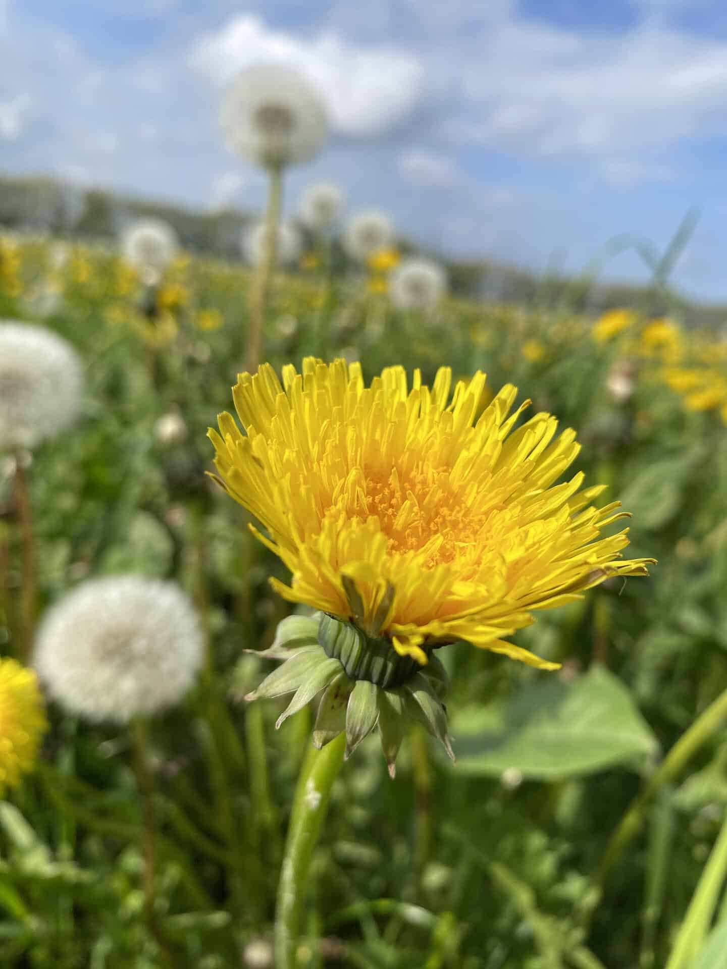 Det kan du opleve i naturen i maj