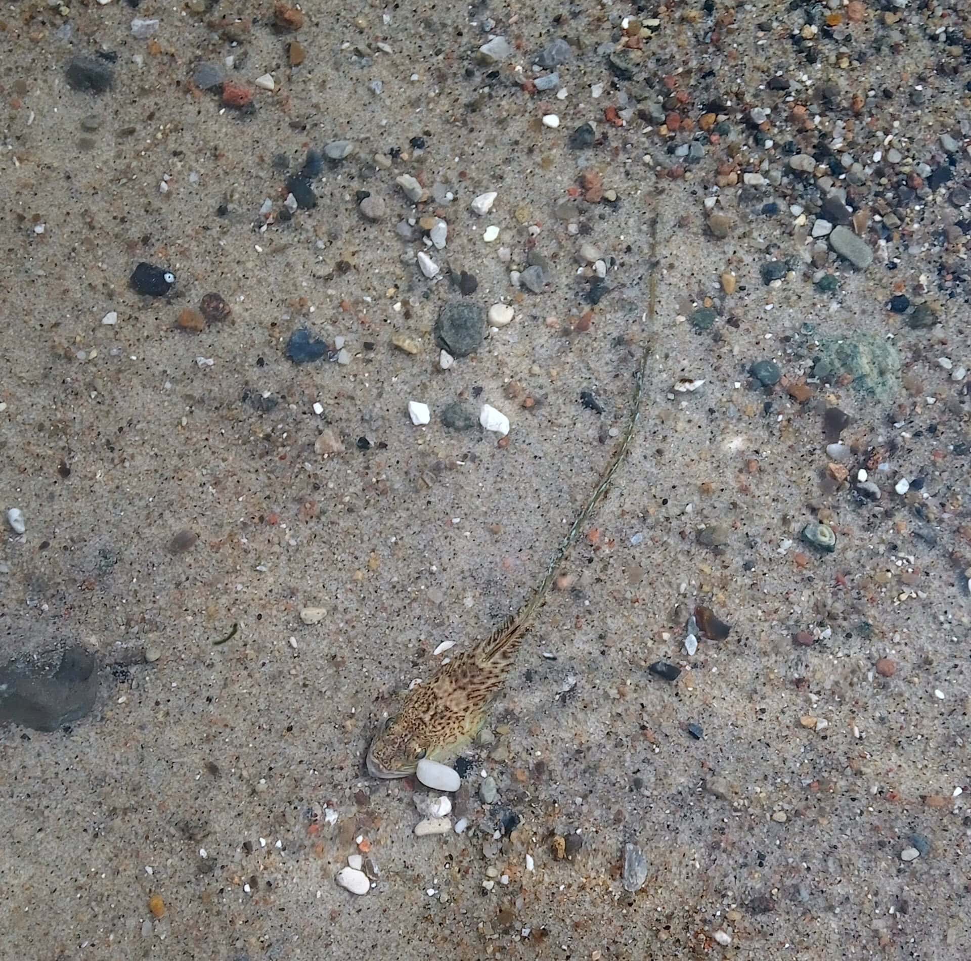 Giftig fisk tæt på Dragørs strande