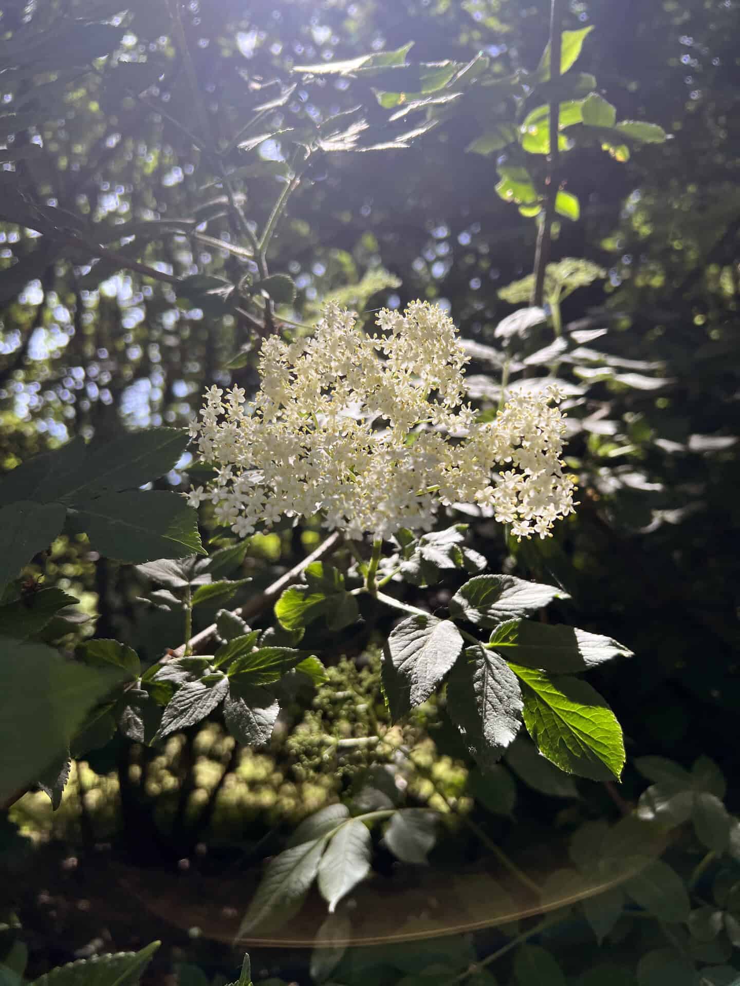 Spis naturen i juni