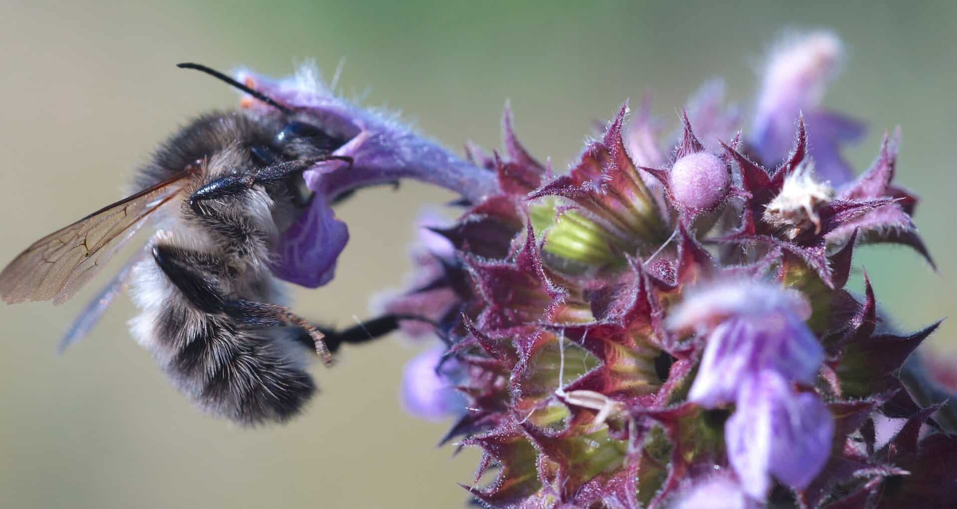Biodiversitet i Dragør?