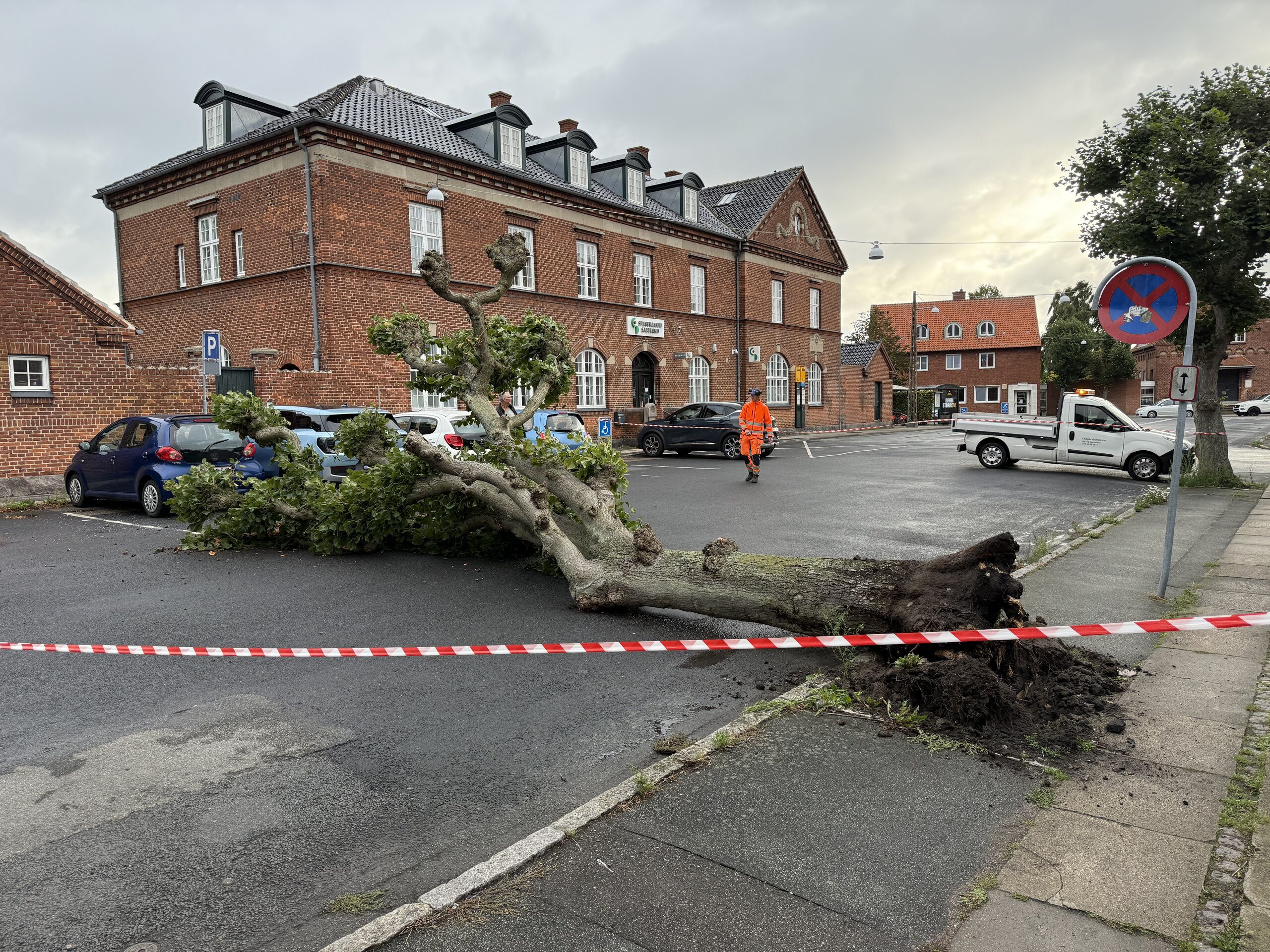 Stort træ væltet – trafikken spærret