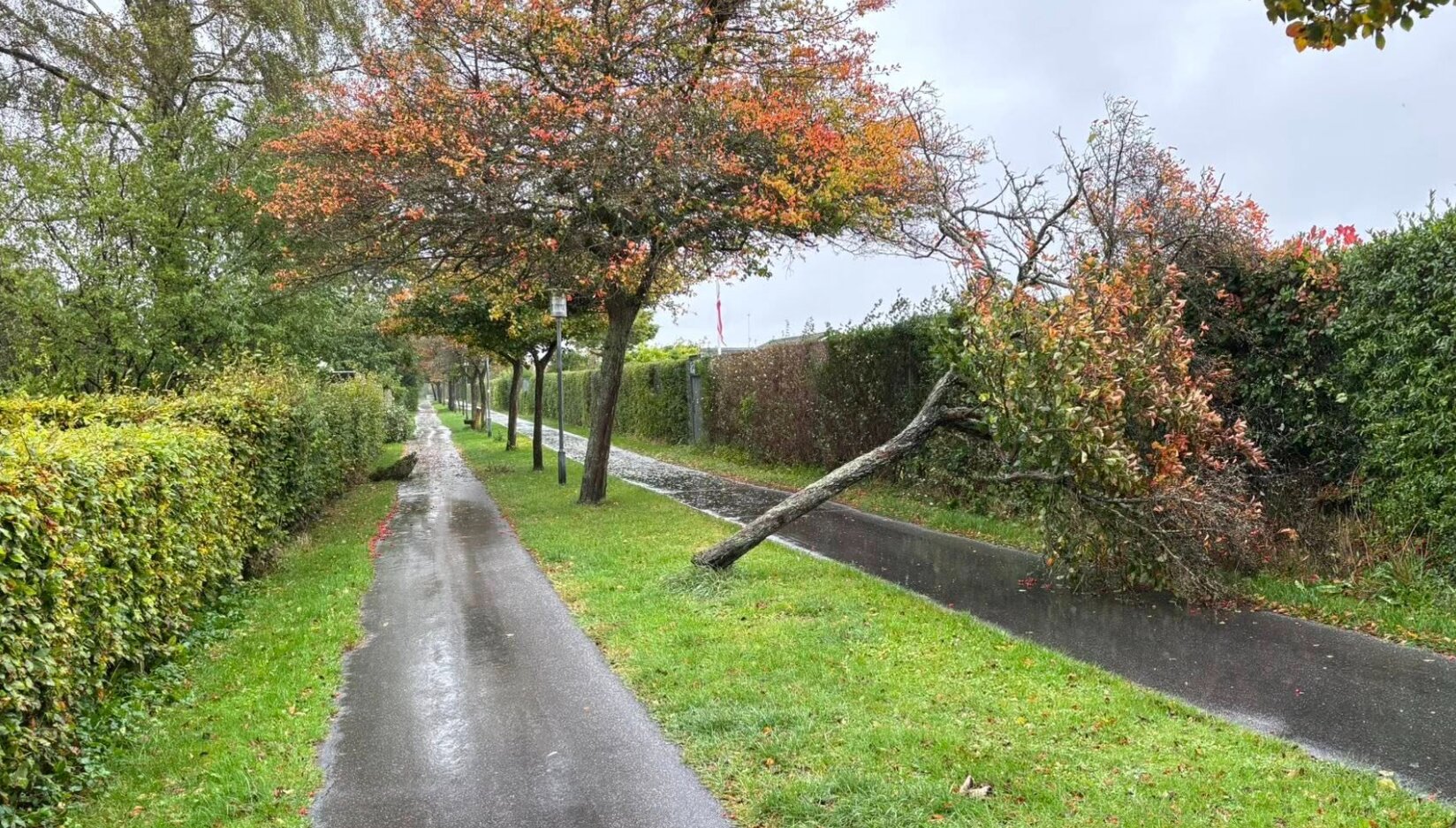 Weekendens storm væltede træer