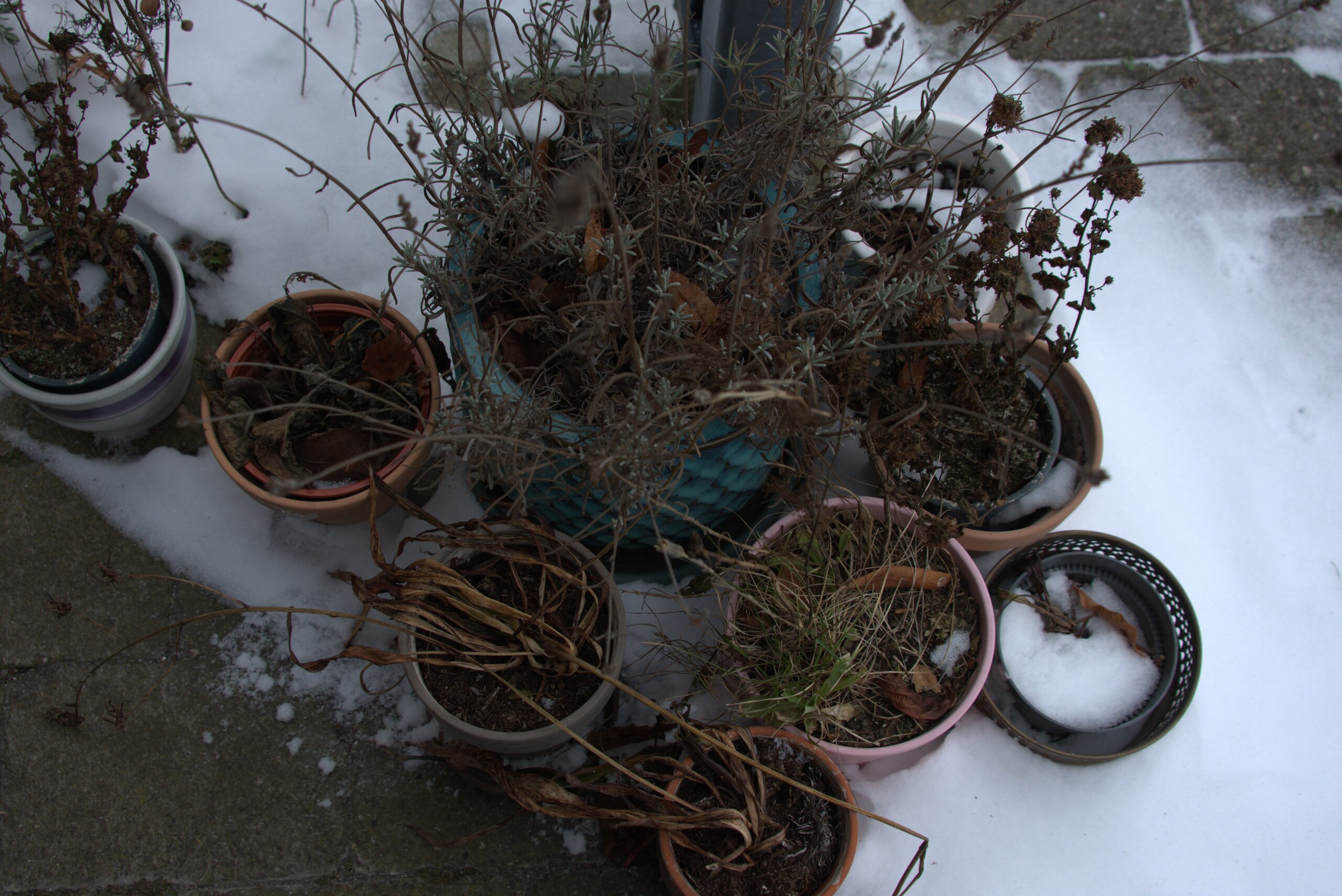 Februar: Tid til at fodre havens fugle