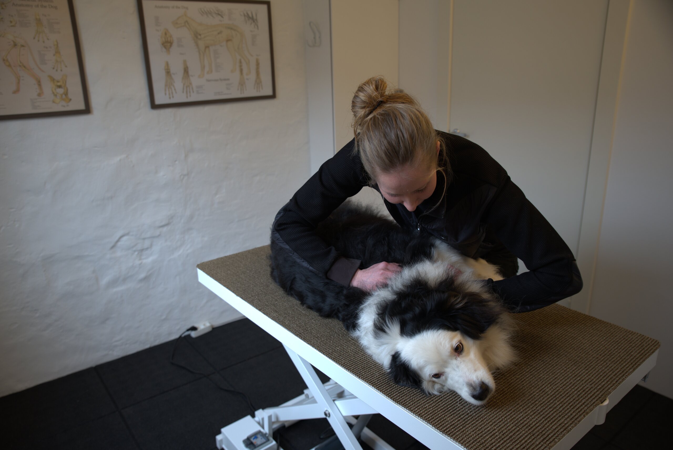 Julie er detektiv i heste- og hundekroppen